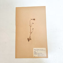 Load image into Gallery viewer, Pressed Flower Herbier Papiers | No.3 circa 1942
