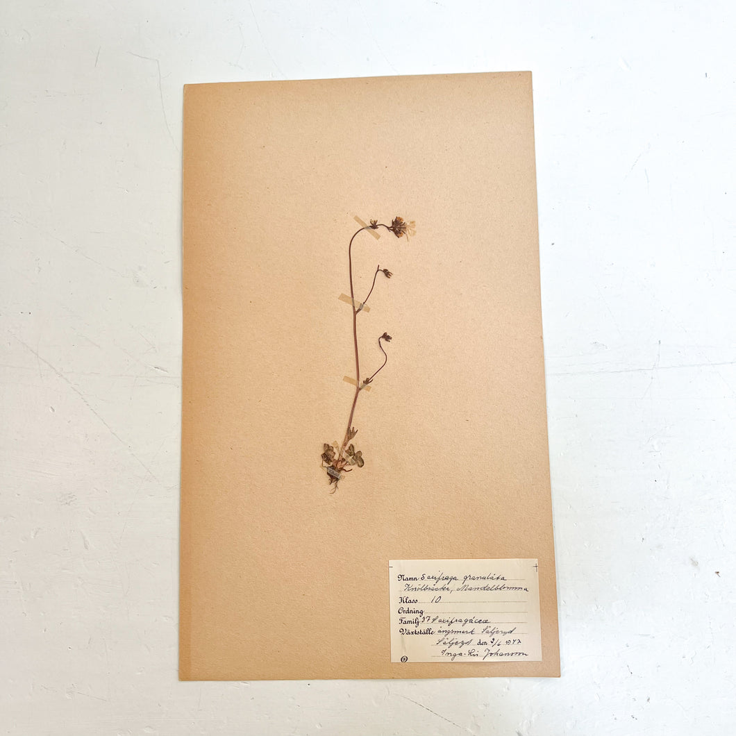 Pressed Flower Herbier Papiers | No.3 circa 1942