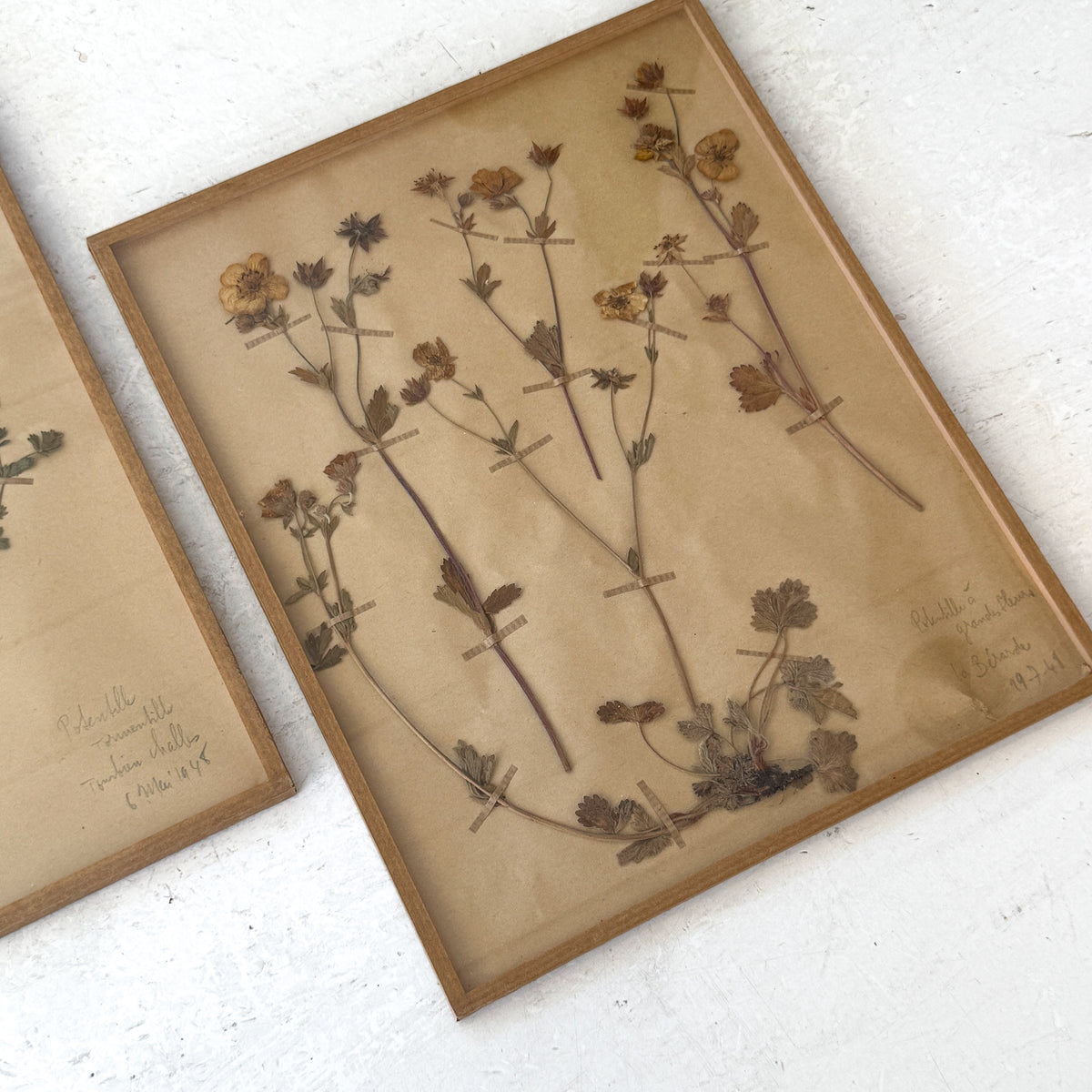Pair of Framed Pressed Flower Papiers | circa France, 1948 &amp; 1968