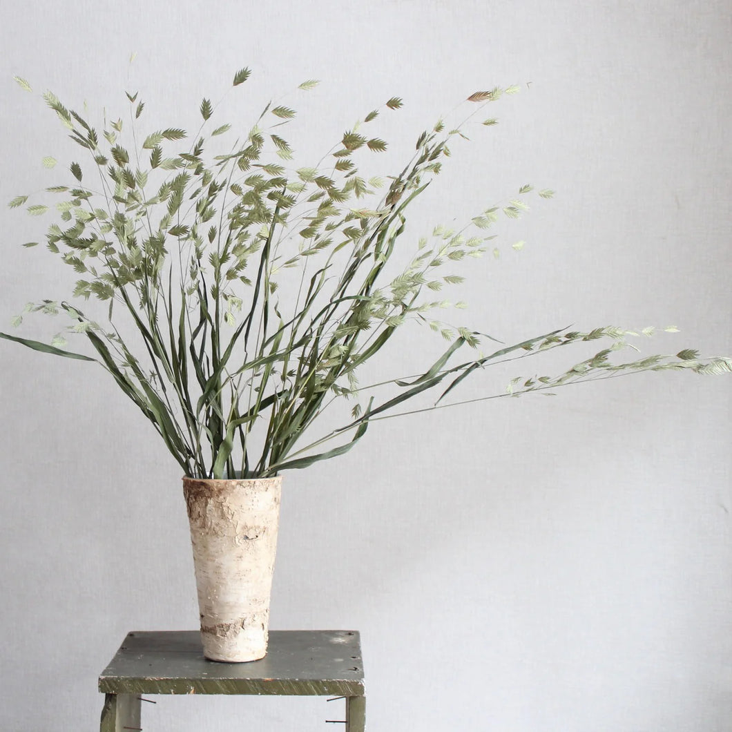 Sea Oats | Preserved Florals