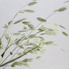 Load image into Gallery viewer, Sea Oats | Preserved Florals
