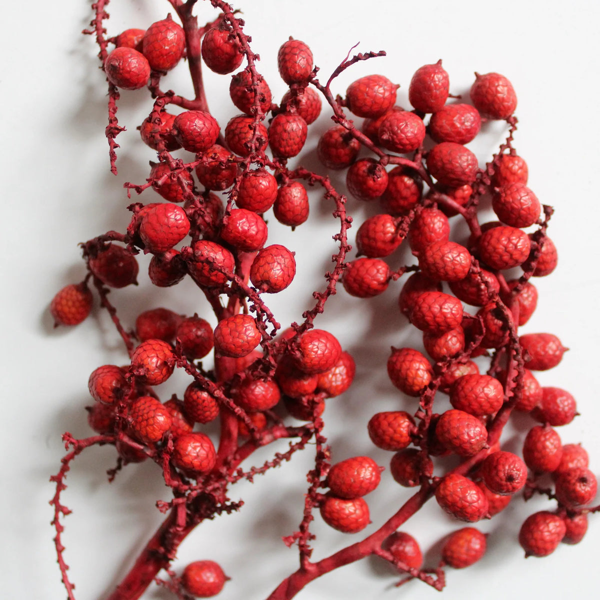 Holiday Canella | Red | Dried Florals