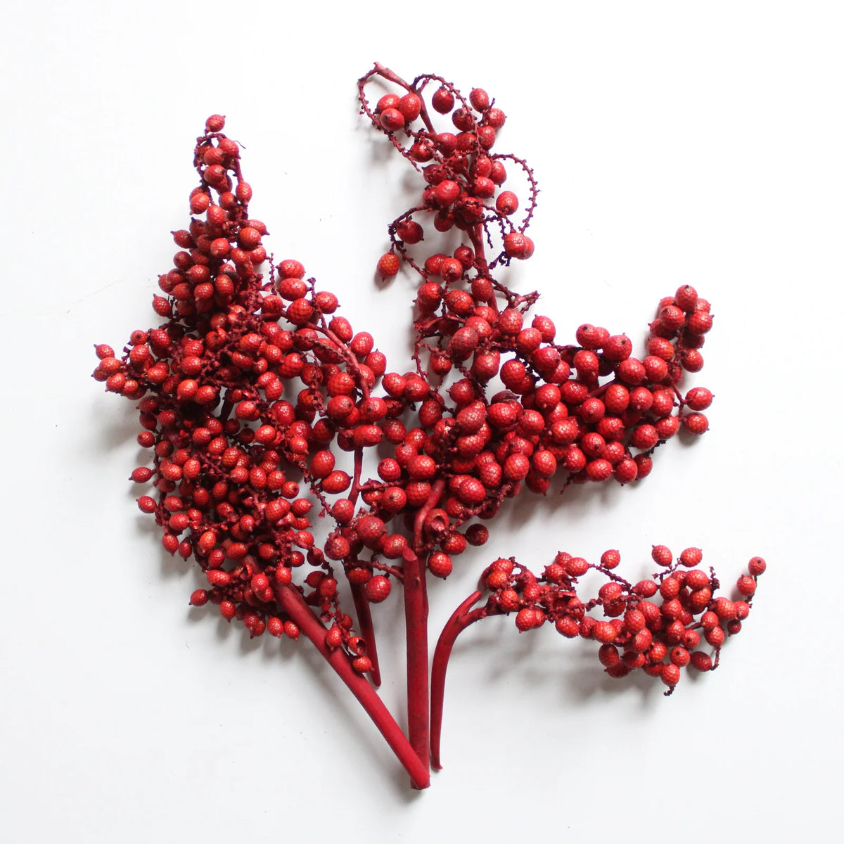 Holiday Canella | Red | Dried Florals
