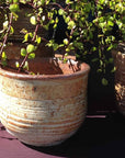 Tumbled English Pot | Hand Thrown Outdoor Planter