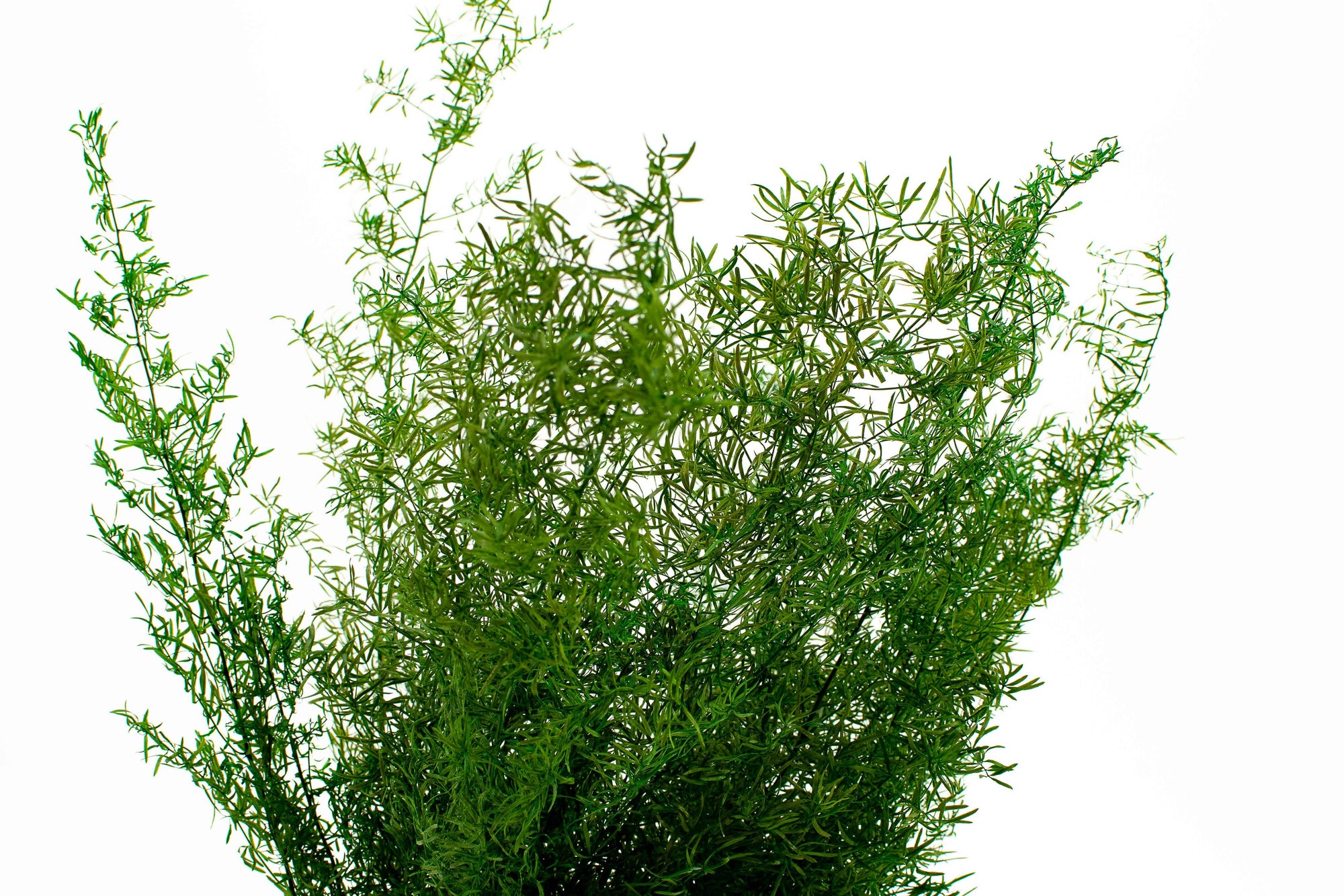 Sprengeri Fern | Preserved Florals