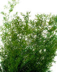 Sprengeri Fern | Preserved Florals