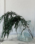 Seeded Feather Willow | Preserved Florals