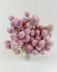 Blush Globe Amaranth | Dried Florals