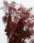 Smoke Bush | Red | Dried Florals