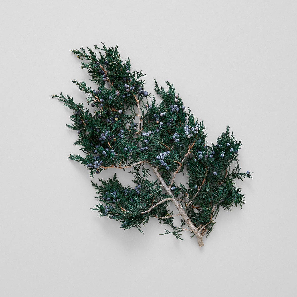 Juniper Stems With Berries | Preserved Florals
