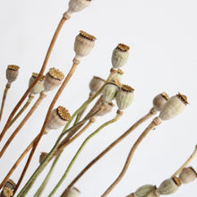 Load image into Gallery viewer, Poppy Pods | Preserved Florals
