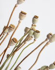 Poppy Pods | Preserved Florals