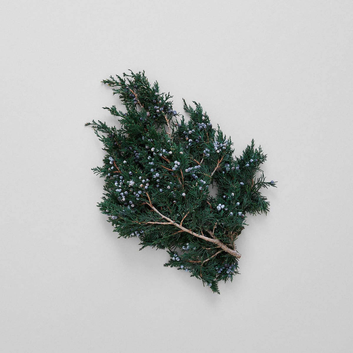 Juniper Stems With Berries | Preserved Florals