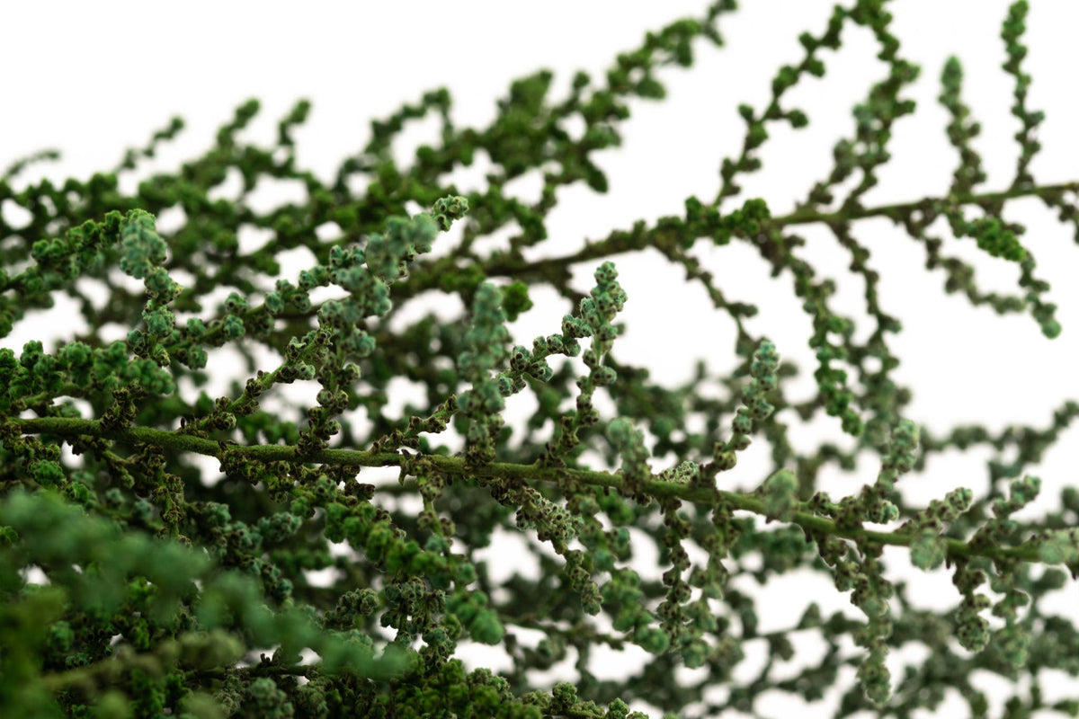 Green Stoebe | Preserved Florals