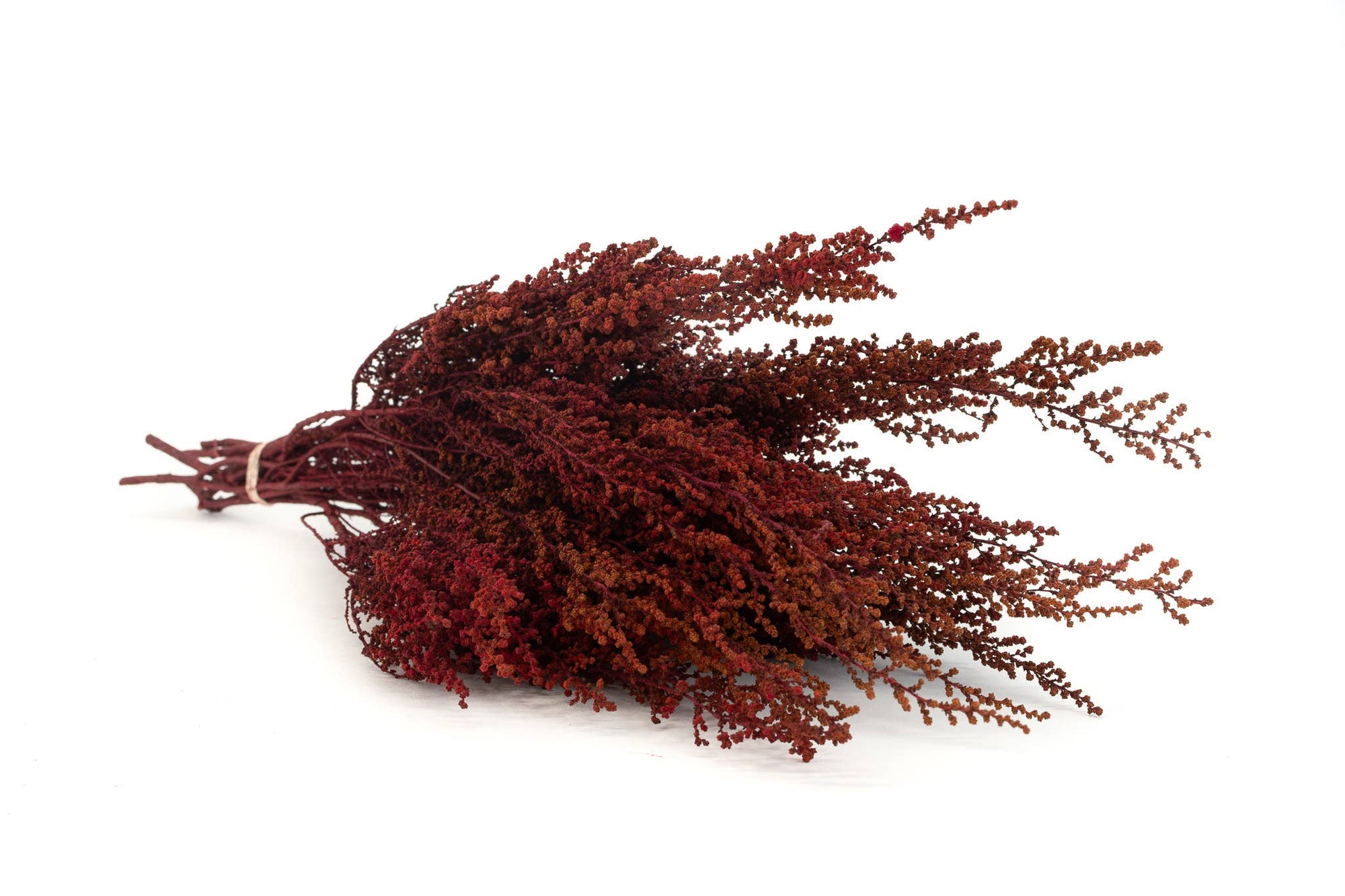 Red Stoebe | Preserved Florals