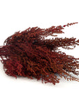 Red Stoebe | Preserved Florals