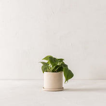 Load image into Gallery viewer, Minimal 4&quot; Planter | Raw Stoneware
