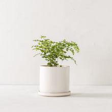 Load image into Gallery viewer, Minimal 6&quot; Planter | Stoneware Glazed
