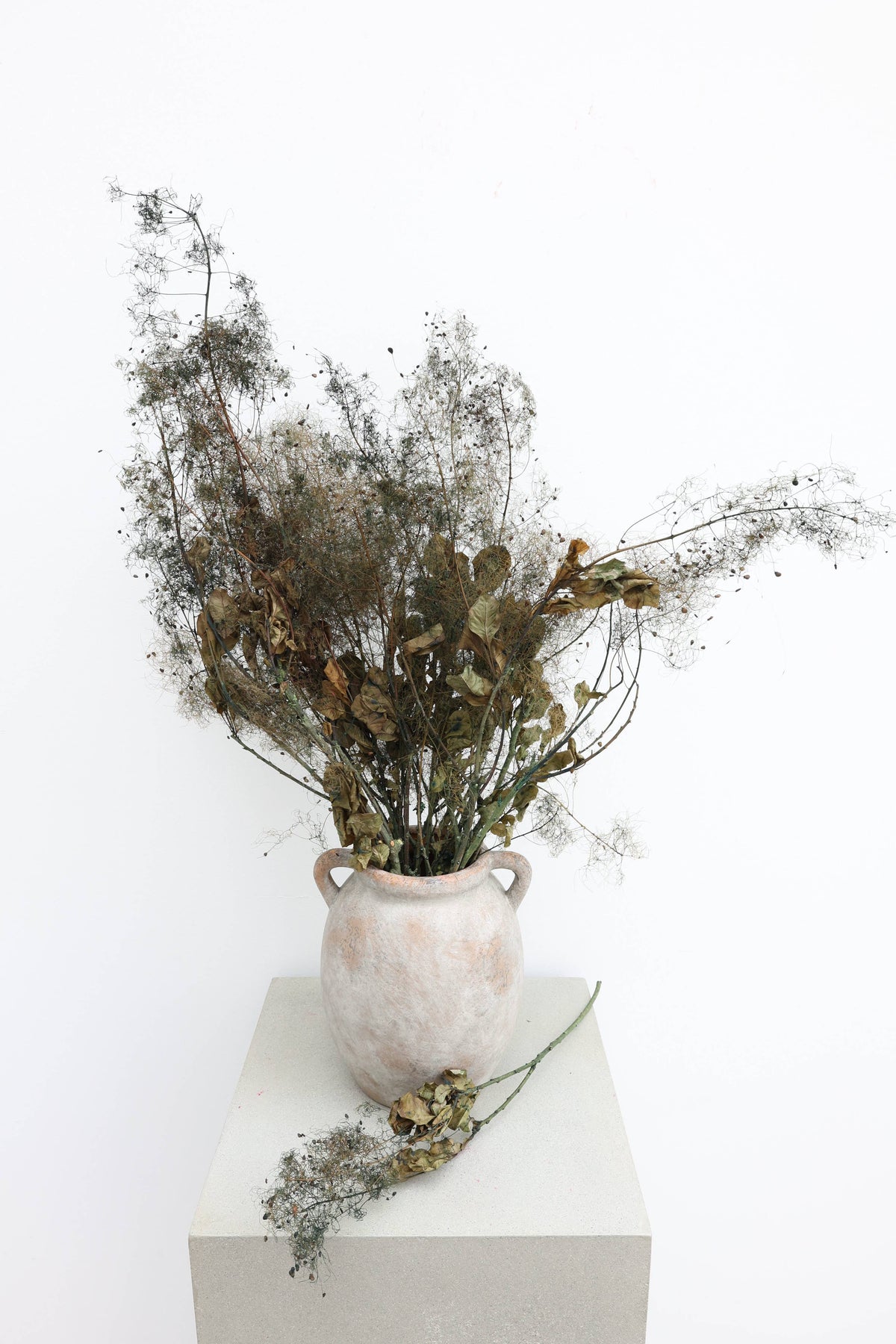 Smoke Bush | Olive Green | Dried Florals