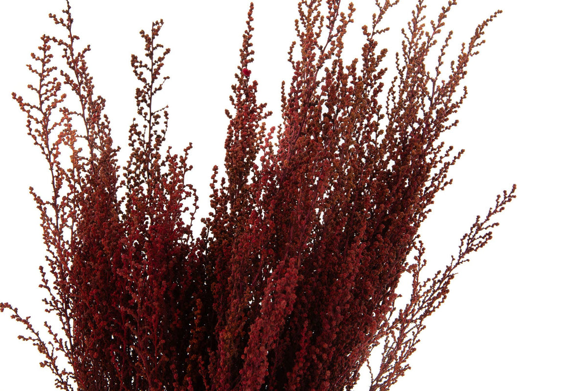 Red Stoebe | Preserved Florals