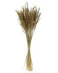 Chorao Grass Bundle