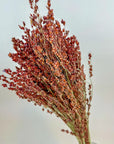 Broom Corn | Preserved Florals