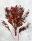 Smoke Bush | Red | Dried Florals