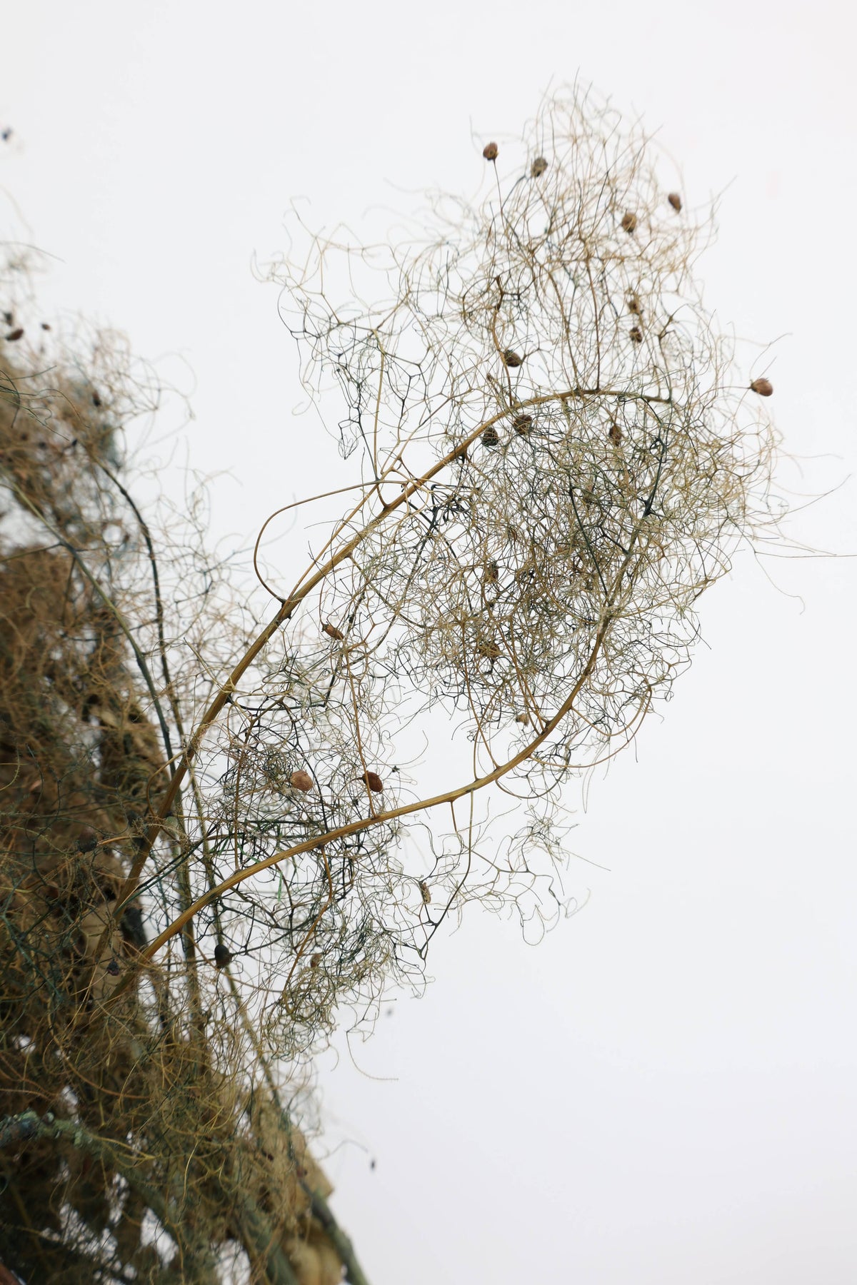 Smoke Bush | Olive Green | Dried Florals