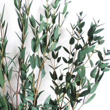 Load image into Gallery viewer, Parvifolia Eucalyptus | Preserved Florals
