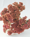 Crested Celosia | Jura Salmon | Dried Florals