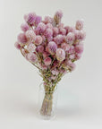 Blush Globe Amaranth | Dried Florals