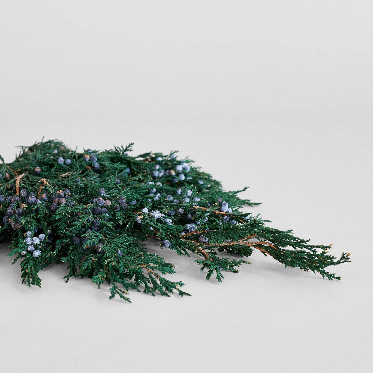 Juniper Stems With Berries | Preserved Florals