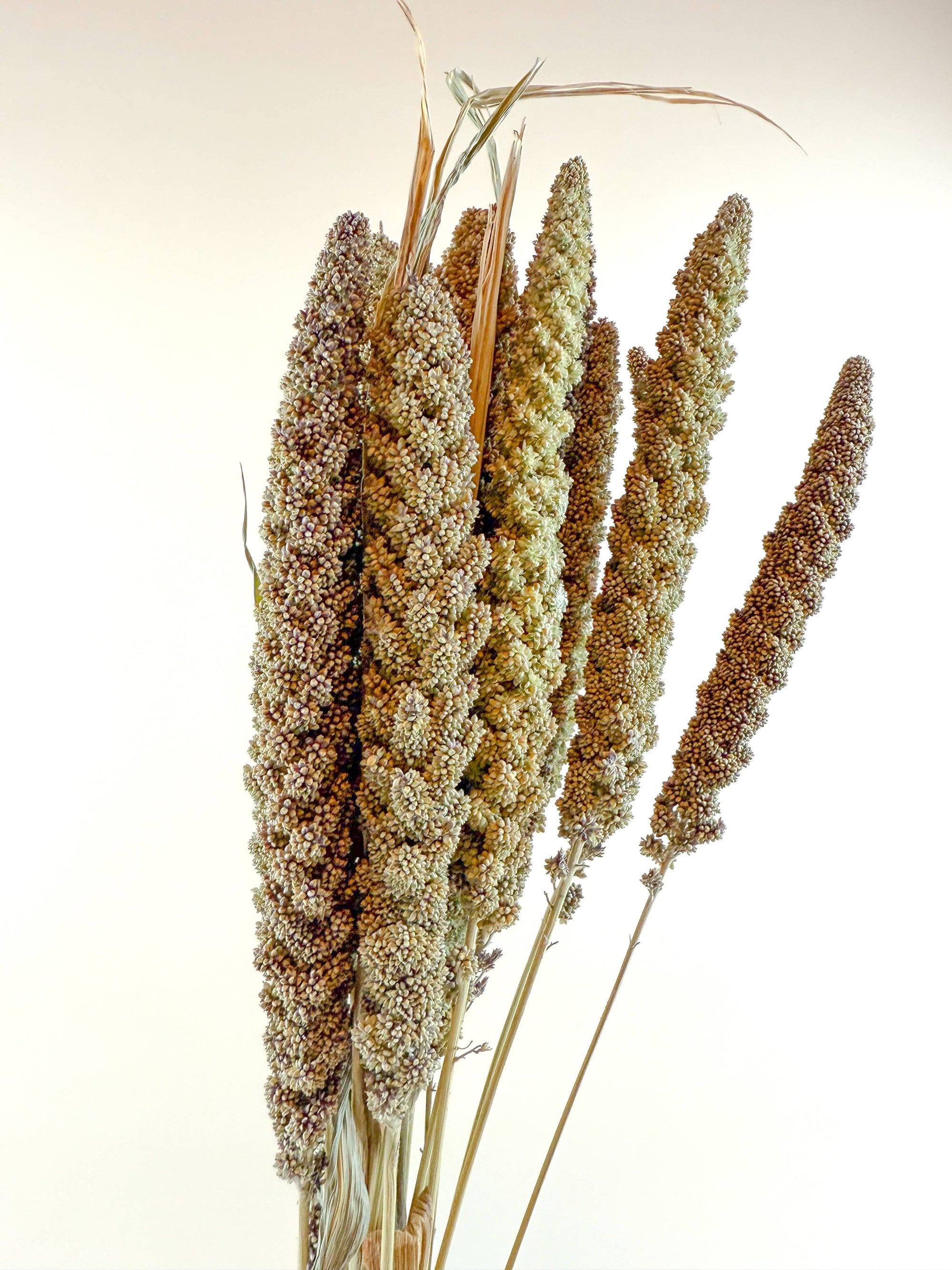Hilander Grass – Natural Dried Brown &amp; Green Stems