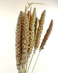Hilander Grass – Natural Dried Brown & Green Stems