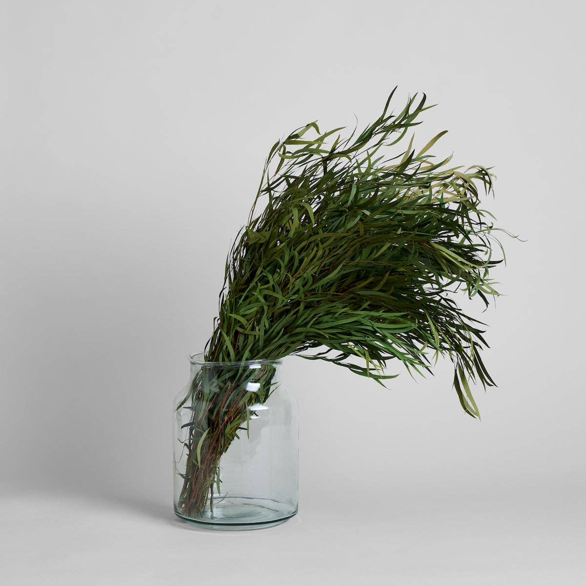 Seeded Feather Willow | Preserved Florals