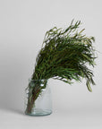 Seeded Feather Willow | Preserved Florals