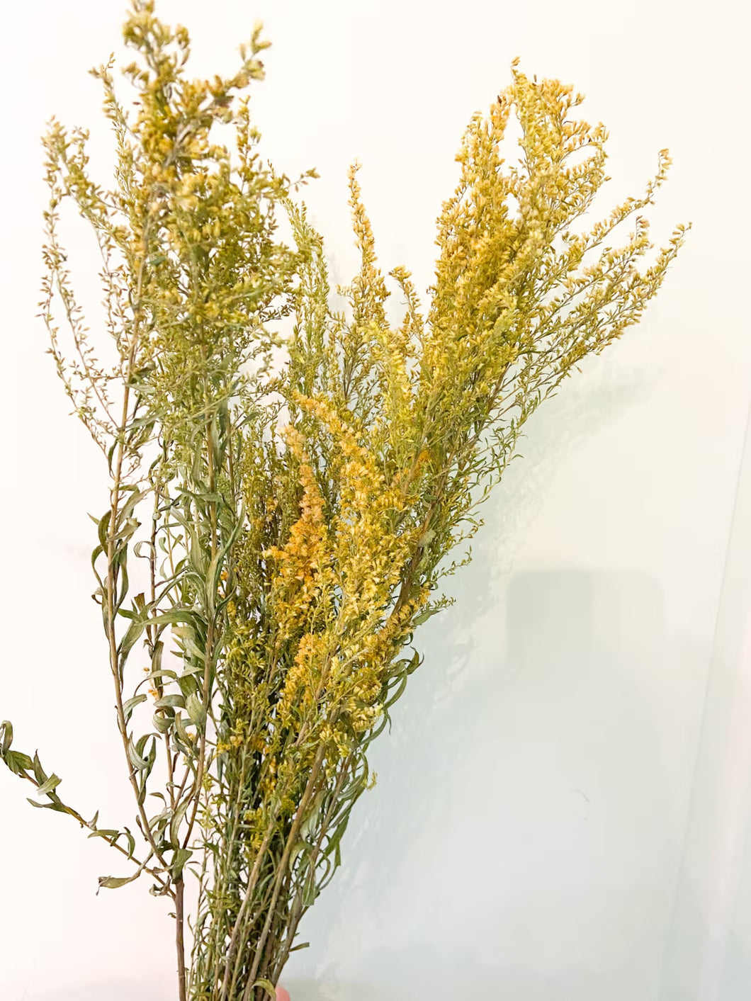 Yellow Goldenrod | Preserved Florals