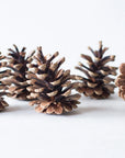 Pine Cones | Large