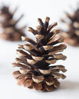 Pine Cones | Large