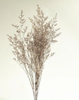 Caspia Bundle