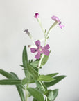 Seasons Greetings | Plantable Holiday Card
