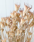 Nigella Orientalis