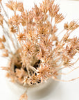 Nigella Orientalis