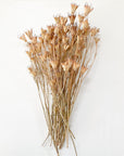 Nigella Orientalis