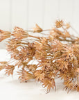 Nigella Orientalis